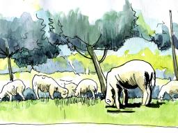 Les moutons sont rentrés dans Grenoble